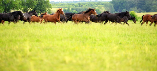 free spirits, a herd of wild horses running by