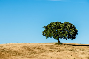 campo con quercia