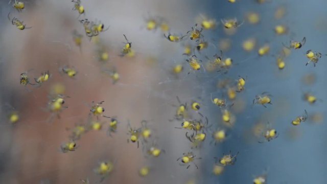 Video Aufnahme von vielen kleinen Baby Spinnen in einem Spinnennetz