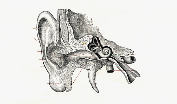 Vertical cross section of ear (from Meyers Lexikon, 1896, 13/134/135)
