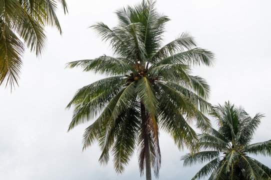 Coconut tree alone with text space © Emil
