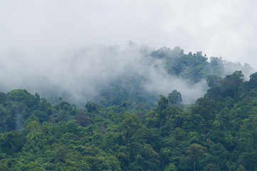 Obrazy  Mgła unosząca się z dżungli po ulewnym deszczu