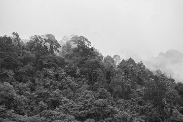 Mist rising from the jungle after a heavy rain (black and white)