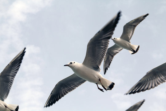 Seagulls flying near ocean shore
