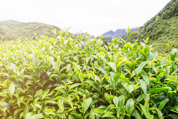 Green tea bud and fresh leaves on blurred background