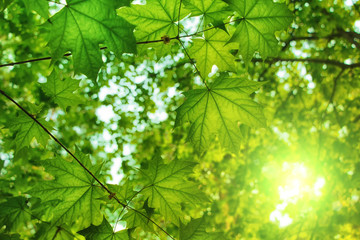 Background of maple leaves in a grove