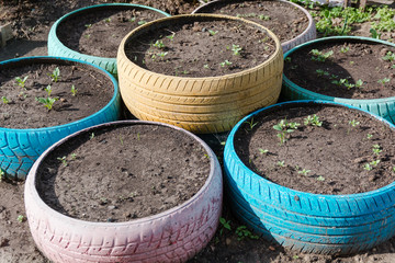 Bed for flowers. Bed of automobile tires.