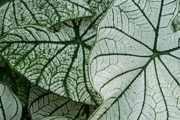 Naklejka na ściany i meble White and green ornamental leaves