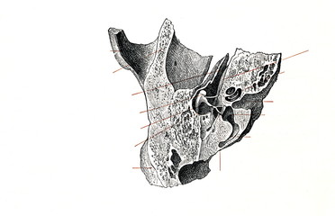 Horizontal cross section of left temporal bone and inner ear  (from Meyers Lexikon, 1896, 13/134/135)