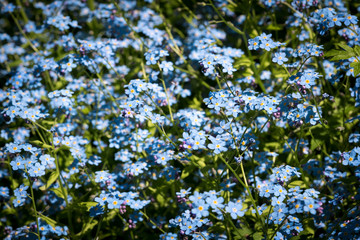 forget-me-nots