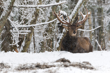 Red Deer Stag (Cervus elaphus) in Winter Snow. Adult noble deer with large horns covered with snow, resting in a snow-covered forest. Deer under the snow.The trophy antlered stag  under falling  snow.