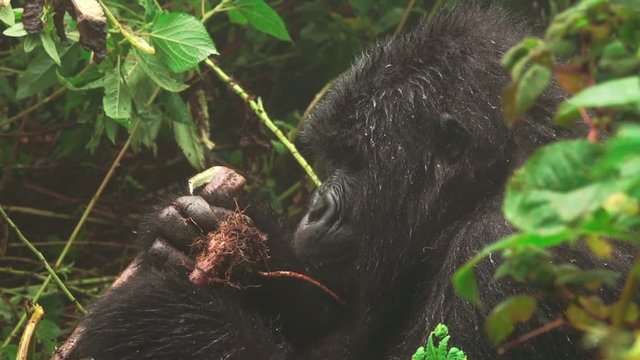 Mountain gorilla face closeup feeding in the forest