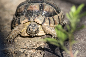 Turtle Testudo Marginata european landturtle closeup wildlife