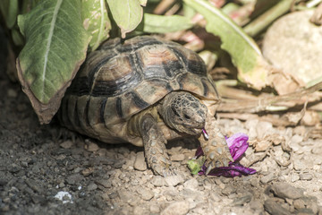 Turtle Testudo Marginata european landturtle eating purple flower closeup wildlife