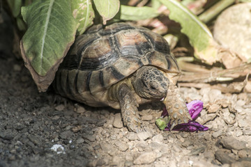 Turtle Testudo Marginata european landturtle eating purple flower closeup wildlife