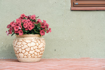 Pink petunya flowers in a ceramic flower pot on street.