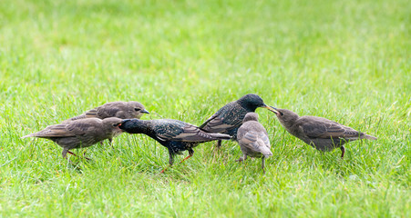 Starling parents nourish their young birds