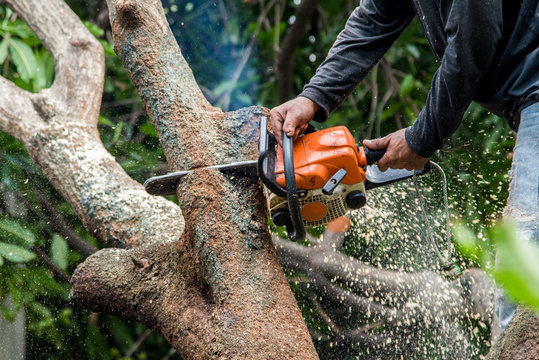Lumberjack sawing a chainsaw on mango tree.