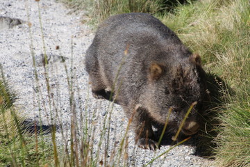 Wombats-Tasmanien