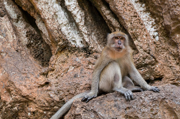 Monkey perched on a rock
