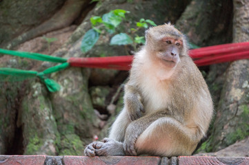 Obraz premium Monkey looking bored while scratching its belly