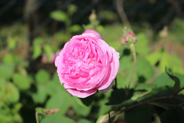 Old Garden Rose, Centifolia Rose 'Cabbage Rose'
