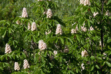 Kiev decorative chestnuts blossom in the spring with beautiful pyramidal flowers.