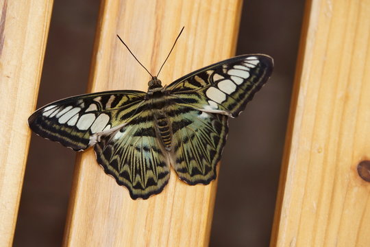 Brauner Segelfalter, Klipper (Parthenos syvia)