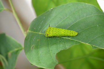 Raupe des Graphium agamemnon