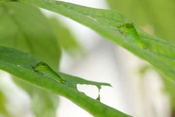 Raupe des Graphium agamemnon