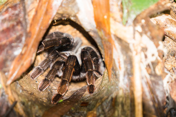 Tarantula inside its burrow in the rainforest of Thailand