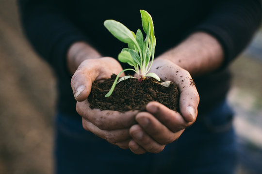 Closeup of a gardener holding a seedling