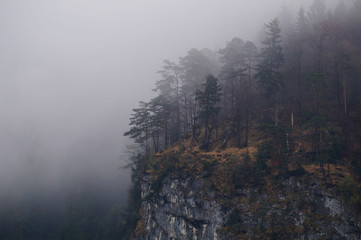 Mysterious alpine forest covered by mist