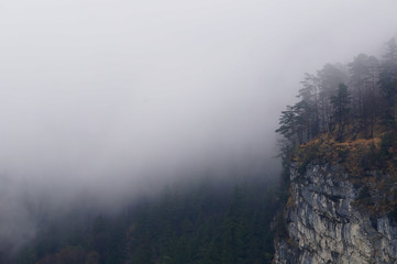 Mysterious alpine forest covered by mist