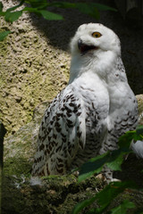 snow owl