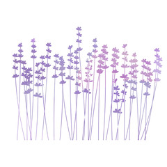 Vector floral background with lavender flowers in a row. Black silhouettes on white background.  Perfect for invitation cards, posters, banners, web design.
