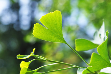 Leaves of Ginkgo Biloba tree in nature