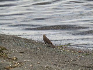 Bird on beach