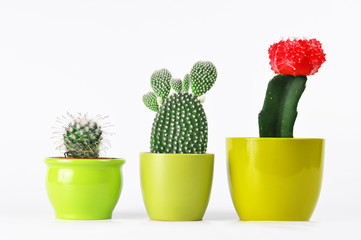 Three types of cactuses in pots isolated on white background