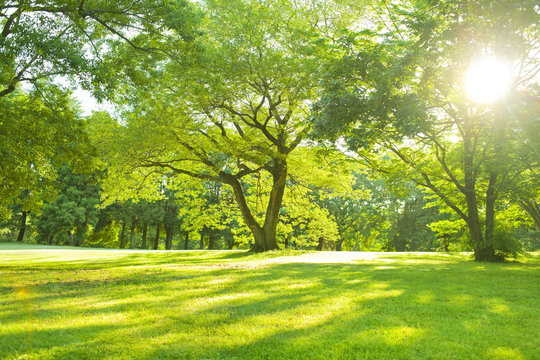 木漏れ日 Images – Browse 97,433 Stock Photos, Vectors, and