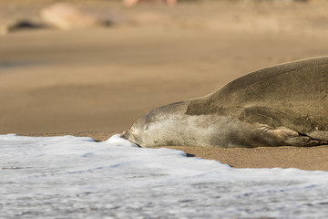 Monk Seal on Beach