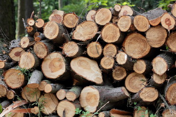 Wood after logging