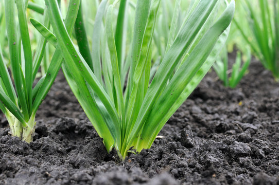 organically cultivated onion plantation in the vegetable garden 