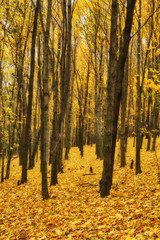 autumn forest