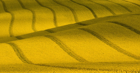Wavy yellow rapeseed field with stripes and wavy abstract landscape pattern. Corduroy summer rural landscape in yellow tones. Yellow moravian undulating fields of crops.  Yellow Background texture. - 159025212