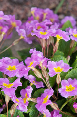 Pink  primrose or primula flowers with raindrops