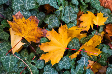Big yellow fallen leaves on a ground at forest path in autumn, west Serbia