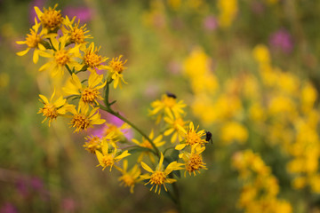 Goldenrod Lapland