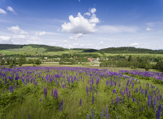 Aerial view of the summer time in mountains near Stronie Slaskie. Lupinus flowers on the hill - clouds over blue sky. View from above.