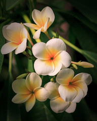 Fototapeta na wymiar Plante exotique : fleur de frangipanier - Plumeria 